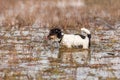 Cute Jack Russell Terrier dog stands in a water with a lot of reed Royalty Free Stock Photo