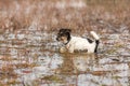 Cute Jack Russell Terrier dog stands in a water with a lot of reed Royalty Free Stock Photo