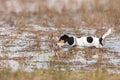 Cute Jack Russell Terrier dog stands in a water with a lot of reed Royalty Free Stock Photo