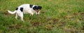 Cute Jack Russell Terrier dog is waiting in front of a mouse hole in a meadow Royalty Free Stock Photo