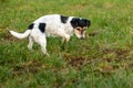 Cute Jack Russell Terrier dog is waiting in front of a mouse hole in a meadow Royalty Free Stock Photo