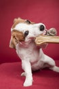 Cute jack russell terrier eating bone