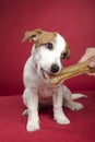 Cute jack russell terrier eating bone