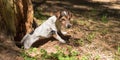 Cute Jack Russell Terrier hunting dog is looking out of a cave Royalty Free Stock Photo