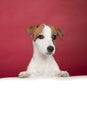 Cute jack russell terrier leaning