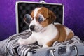 Cute Jack Russell Terrier puppy dog with glasses sits in a suitcase
