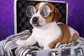 Cute Jack Russell Terrier puppy dog with glasses sits in a suitcase