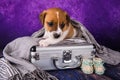 Cute Jack Russell Terrier puppy dog sits in a suitcase for traveling.