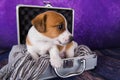 Cute Jack Russell Terrier puppy dog sits in a suitcase for traveling.