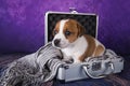 Cute Jack Russell Terrier puppy dog sits in a suitcase for traveling.