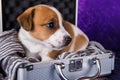 Cute Jack Russell Terrier puppy dog sits in a suitcase for traveling.