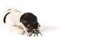 Cute Jack Russell Terrier puppy dog with spider - ready for halloween