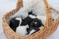 Cute Jack Russell Terrier puppy dogs 12 days old. a litter of young whelp lie in a basket and sleeping