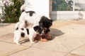 Jack Russell Terrier puppy is playing with his mother. Dog 7,5 weeks old Royalty Free Stock Photo