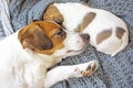 Cute Jack Russell Terrier puppy sleeps next to his howling mother, snuggling. Royalty Free Stock Photo