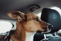 Cute Jack Russell Terrier sitting in the car and curiously looking outside