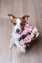 Cute Jack Russell Terrier. Valentine`s day.