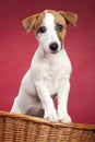 Cute jack russell terrier in wicker basket