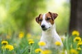 Cute Jack Russell Terrier in yellow flowers close-up. Portrait of a white dog with brown spots. Royalty Free Stock Photo