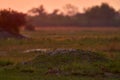 Cute jackal cub babe lost in savannah. Morning orange sunrise in Okavango delta, Botswana in Africa. Black-backed jackal behaviour