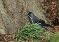 A pretty Jackdaw, Corvus monedula, collecting nesting material at the base of a tree. Royalty Free Stock Photo