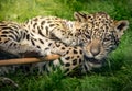 Cute jaguar cub Royalty Free Stock Photo