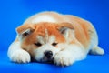 Cute Japanese Akita Inu Dog portrait