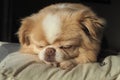 Cute Japanese Chin Chihuahua cross-breed dog sleeping Royalty Free Stock Photo