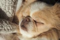 Cute Japanese Chin Chihuahua cross-breed dog sleeping