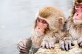 Cute Japanese macaque sitting in a hot spring. Snow monkey Macaca fuscata from Jigokudani Monkey Park in Japan, Nagano