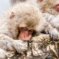 Cute Japanese macaque sleeping in a hot spring. Snow monkey Macaca fuscata from Jigokudani Monkey Park in Japan.