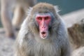 Cute Japanese monkey Royalty Free Stock Photo