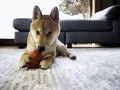 Cute Japanese purebred Shiba inu dog playing with red toy lying on a floor in door at home.Closeup pet.