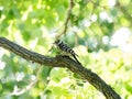 Cute Japanese pygmy woodpecker sitting on a tree branch during sunny weather