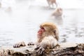 Cute japanese snow monkey sitting in a hot spring. Nagano Prefecture, Japan Royalty Free Stock Photo