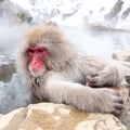 Cute japanese snow monkey sitting in a hot spring. Nagano Prefecture, Japan Royalty Free Stock Photo