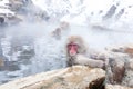 Cute japanese snow monkeys sitting in a hot spring. Nagano Prefecture, Japan Royalty Free Stock Photo