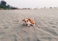 A cute and  joyful mongrel dog lies on the sand on the beach under the sun at sunset Royalty Free Stock Photo