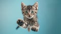 The Cute Jumping Kitten.AI generated image Royalty Free Stock Photo