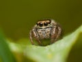 A cute jumping spider Evarcha falcata