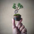 Cute juniperus chinensis mini bonsai Royalty Free Stock Photo