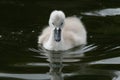 Cute Juvenile Cygnet Swan Swimming on a Lake.