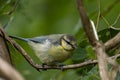 Cute juvenile Eurasian blue tit bird in the green forest foliage Royalty Free Stock Photo