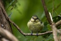 Cute juvenile Eurasian blue tit bird in the green forest foliage Royalty Free Stock Photo