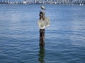 Cute juvenile seagull bird perched on a wooden stilt at Jericho beach pier 2019 Royalty Free Stock Photo