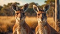 Cute kangaroo Australia curious summer park fur mammal