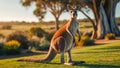 Cute kangaroo Australia curious summer park fur mammal peaceful family