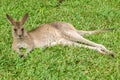 Cute Kangaroo in the grass