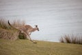 Cute kangaroo hopping around on a grassy hill with a calm sea in the background