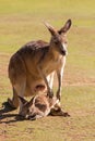 Cute Kangaroo with Joey outside the pouch standing on green field